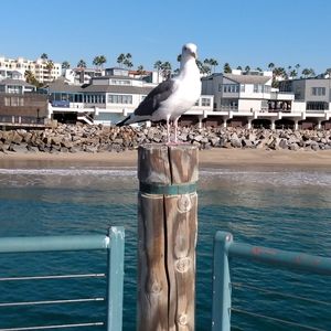 Meet your Posher, Kyung